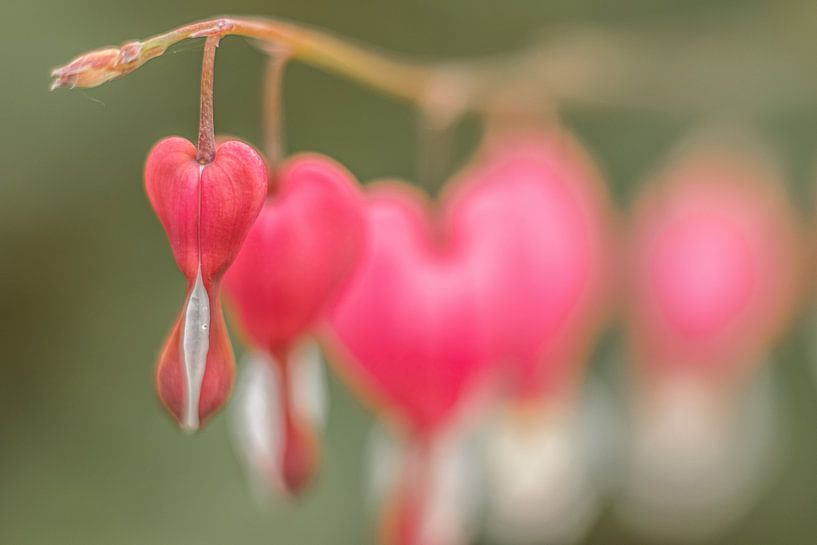 Coeurs brisés élégants : fleurs romantiques en macro par Nicole Schmidt