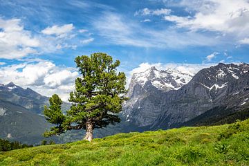 Boom met uitzicht op de Alpen van Gig-Pic by Sander van den Berg