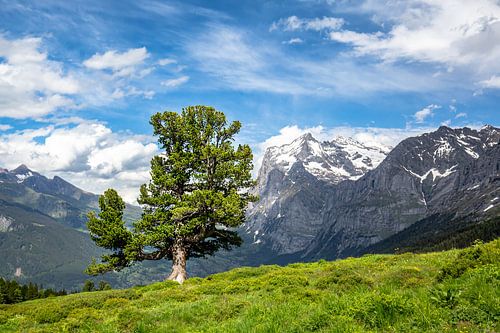 Arbre avec vue sur les Alpes