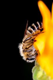 Ready for the night 2 by Kees Goethart