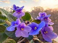 Zeer Peri Usambara Violets