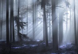 The fairy forest