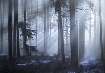 The fairy forest by Rob Visser