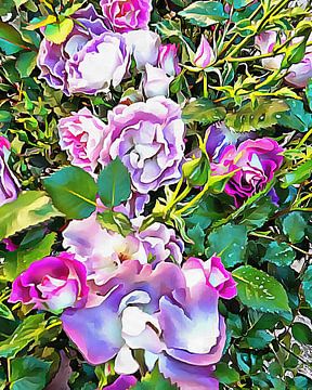 Zachte lila roos van Dorothy Berry-Lound