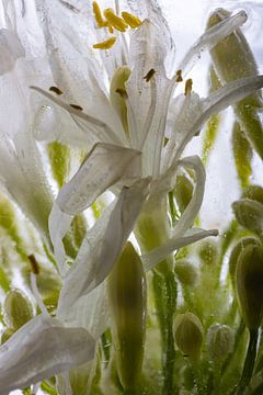 Agaphanthus in ice 1 by Marc Heiligenstein