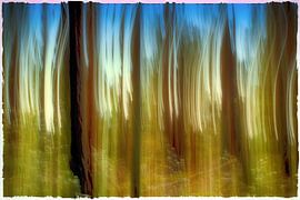 DAHNER FELSENLAND ICM – the obscure forest