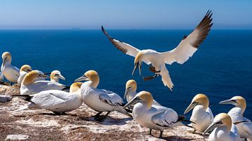 Kampf gegen Jan van Gent in der Kolonie auf Helgoland von Johannes Jongsma