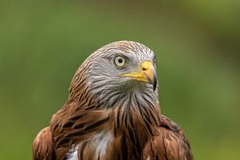 Milou royal, Milvus milvus. Oiseaux de proie