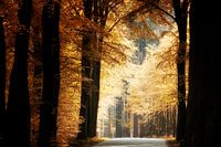 Forever Autumn