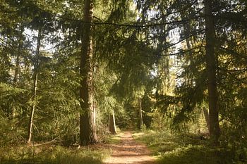 Waldweg am Rande der Veluwe