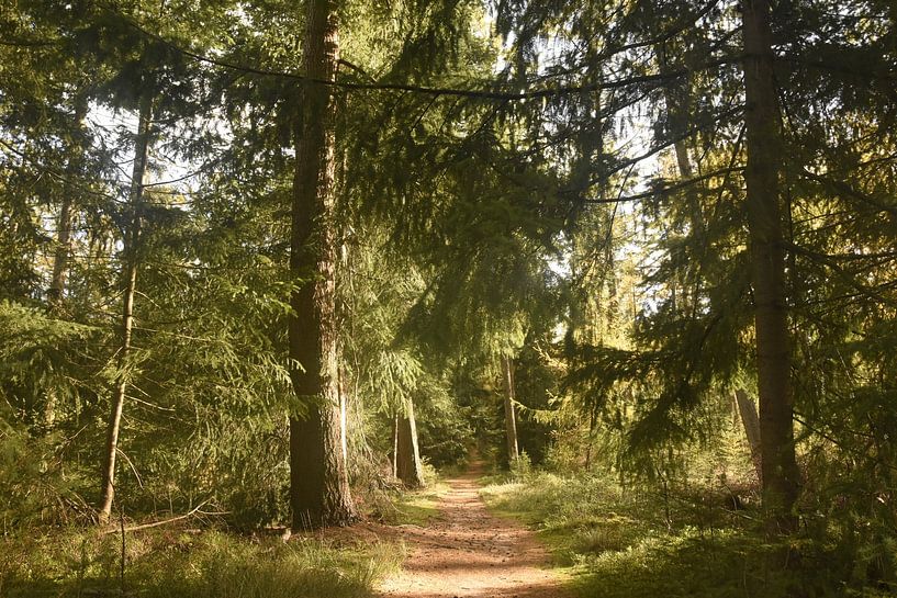 Waldweg am Rande der Veluwe von Bianca en Patrick Penning