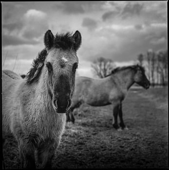 Paarden op het Waalstrand, Nijmegen