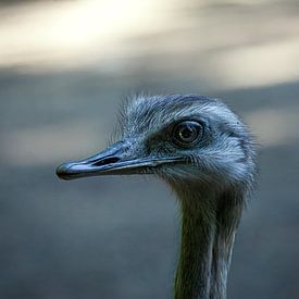 Rutger de Wild Profilfoto