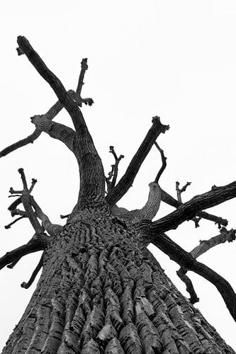 Kale eik in zwartwit