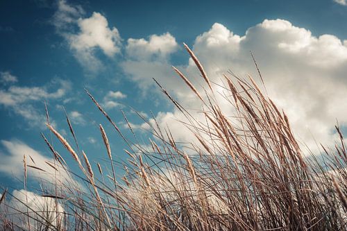 Wuivend Helmgras in de Duinen – Kustgevoel