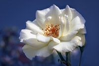Witte roos op een blauwe achtergrond