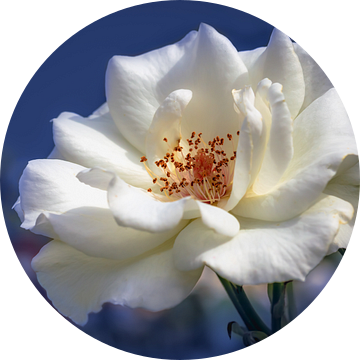Witte roos op een blauwe achtergrond van Tim Abeln