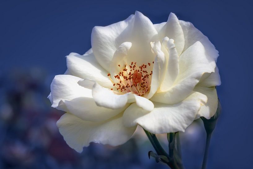 Witte roos op een blauwe achtergrond van Tim Abeln