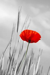 Mohnblume 