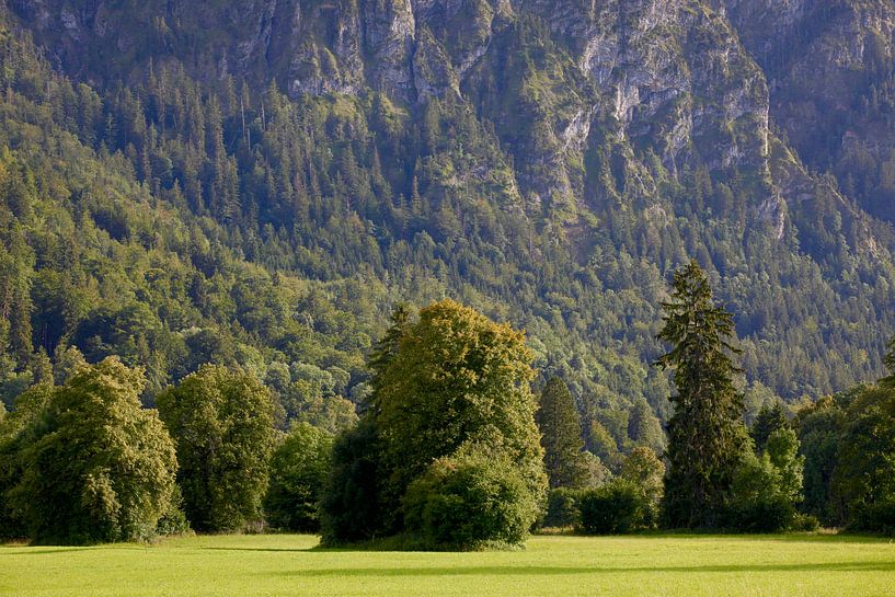 Forest by Thomas Jäger