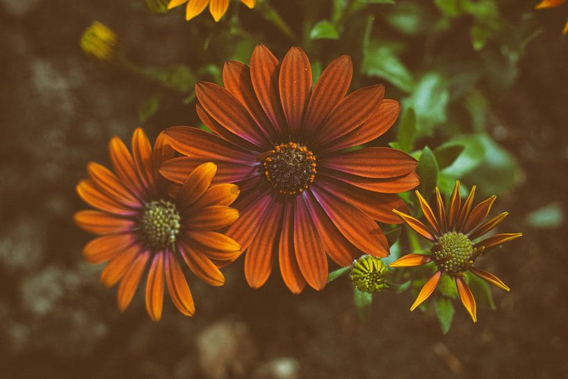 Blumen | Drei schöne orangefarbene spanische Magriten von Femke Steigstra