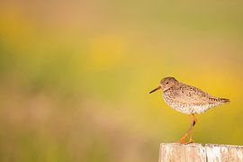 Redshank on a pole by Anja Brouwer Fotografie