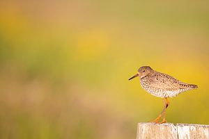 Redshank sur un poteau sur Anja Brouwer Fotografie