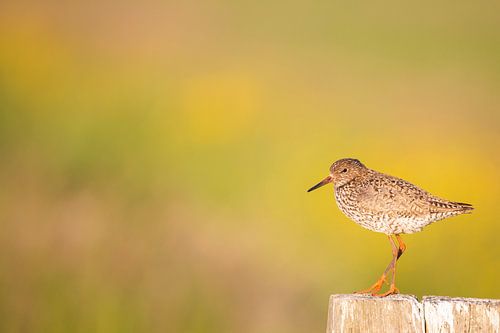 Redshank sur un poteau