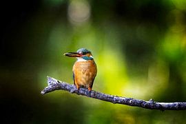Eisvogel mit Fisch von Egon Zitter
