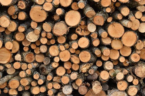 Ein Holzstamm am Waldrand
