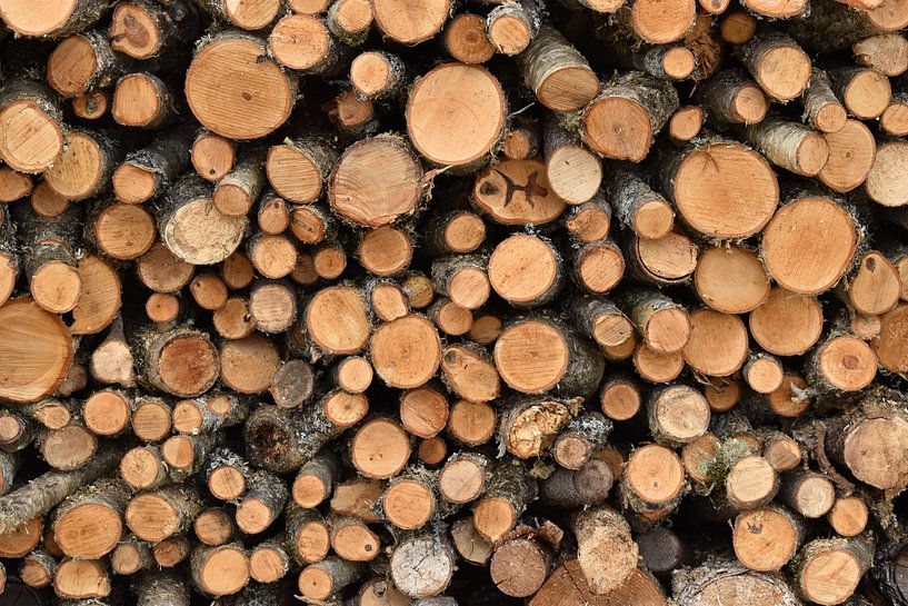 Ein Holzstamm am Waldrand von Claude Laprise