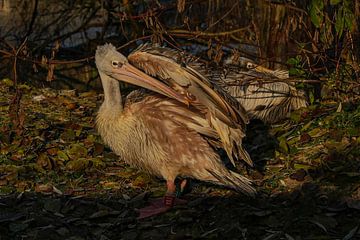 Pelican looking after itself by Isabella Robbeson