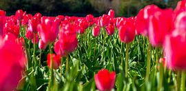 Tulpenfeld, Holland von Jan Fritz