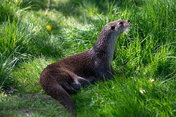 De otters van lelystad van Soekardjo Photography