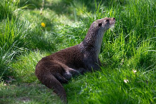 Les loutres de Lelystad