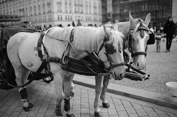 Paarden in Berlijn van Rob van Dam