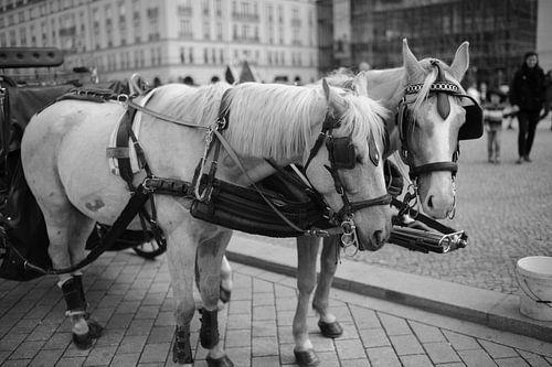 Horses in Berlin