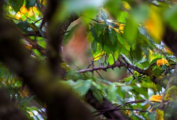 Concept herfst : Bladeren aan een boom van Michael Nägele