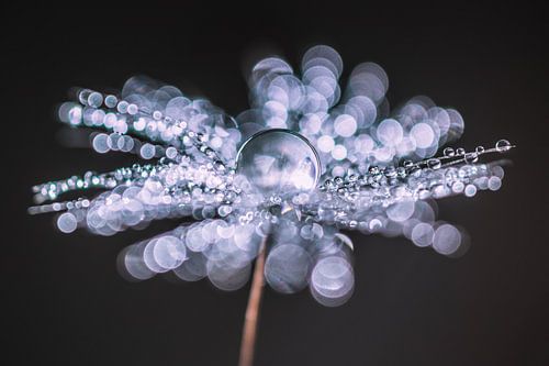 Waterdruppels op een pluis van de paardenbloem