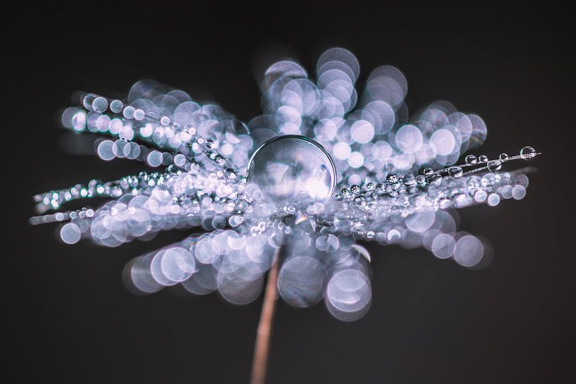 Wassertropfen auf einem Fussel des Löwenzahns von Bert Nijholt