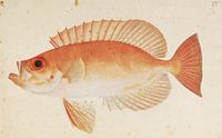 Priacanthus macracanthus Cuvier, Kawahara Keiga