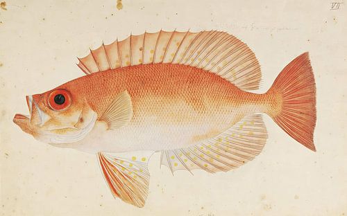 Priacanthus macracanthus Cuvier, Kawahara Keiga by Fish and Wildlife