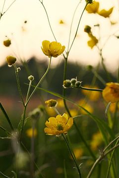 Along the side of the road. by tim eshuis