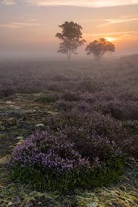 Sonnenaufgang Zuiderheide