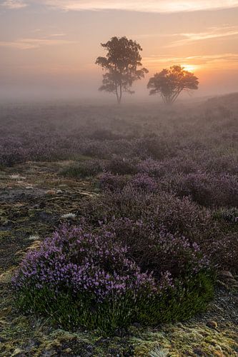 Sunrise Zuiderheide