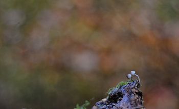 Die Farben des Herbstes