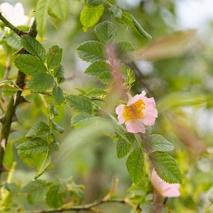 Zweig mit einer Heckenrose