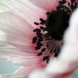 Anémone blanche rose au printemps sur Margot van den Berg