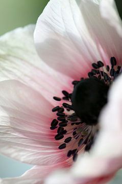 Pink white anemone in spring by Margot van den Berg