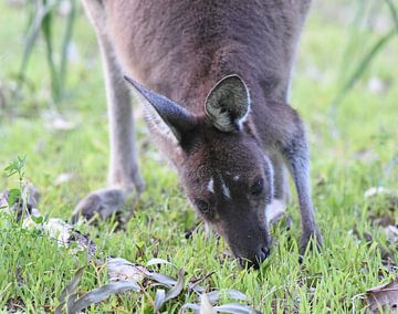 Kangourou géant gris de l'Ouest (Macropus fuliginosus) sur Rini Kools
